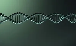 İnsan DNA'sının Uzunluğu Şaşırtıyor: Hücre Başına 2 Metre Genetik Bilgi