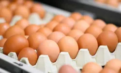 Kahverengi yumurtalar Avrupa’dan siliniyor: Üretim kısıtlaması gündemde