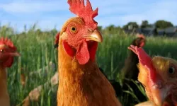 Tavuk ve küçükbaş hayvan yetiştiriciliğinde başarı için kritik ipuçları