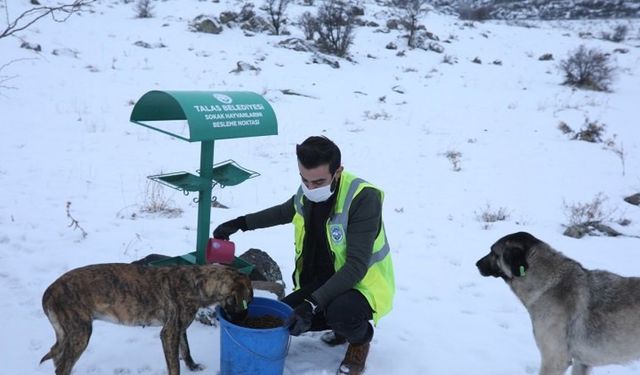 Kayseri Talas'ta sokak hayvanlarına yardım eli