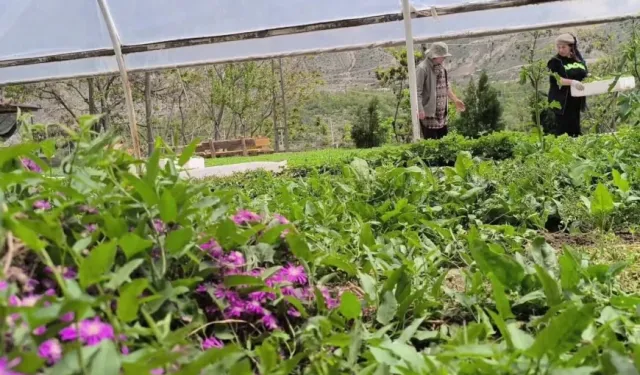 Doğu Anadolu’nun zirvesinde: Üç kadın yılda 1 milyon fide üretiyor
