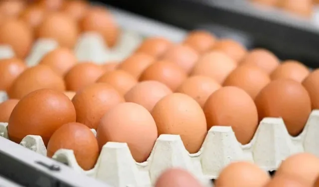 Kahverengi yumurtalar Avrupa’dan siliniyor: Üretim kısıtlaması gündemde