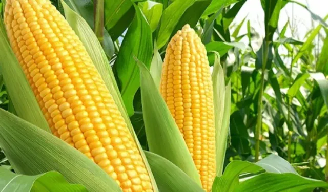 Yerli üreticiye koruma, ithalatçıya sınır: 1 milyon ton mısır vergisiz gelecek