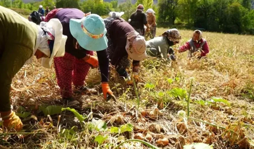 Gençler Tarımdan Uzaklaşıyor: Türkiye'de Çiftçilerin Yaş Ortalaması 55'e Çıktı